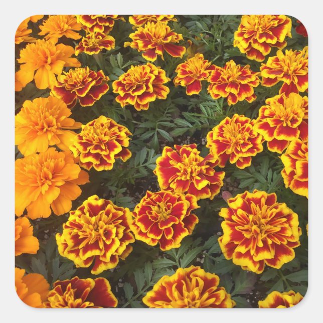 Pegatina Cuadrada Bonito conjunto de Pegatinas Marigolds (Anverso)