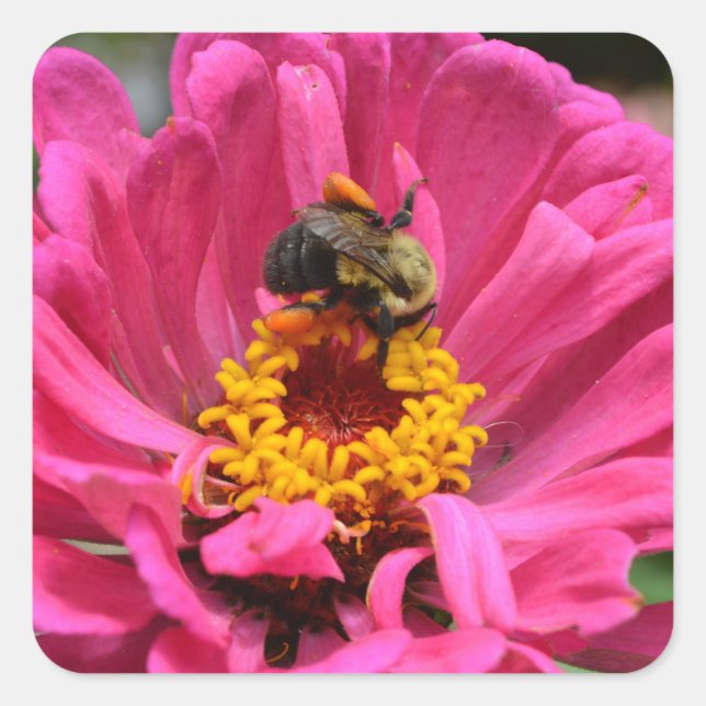 Pegatina Cuadrada Bonito floral Rosa Zinnia Bumble abeja (Anverso)