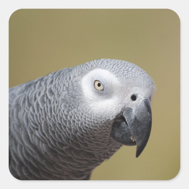 Pegatina Cuadrada Bonito Gray Parrot (Anverso)