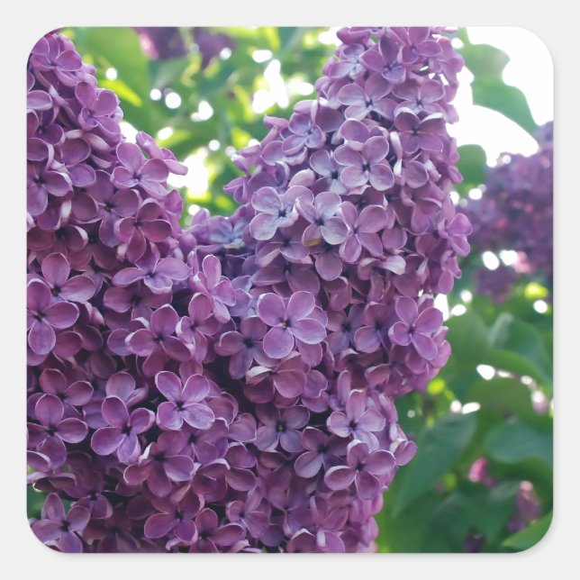 Pegatina Cuadrada Bonito Purple Lilacs (Anverso)