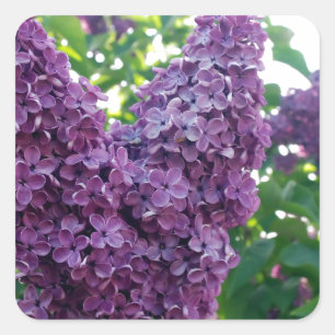 Pegatina Cuadrada Bonito Purple Lilacs