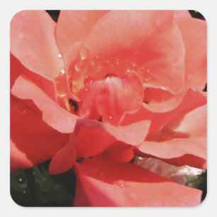 Pegatina Cuadrada Bonito Rosa Rosa Rosa floral