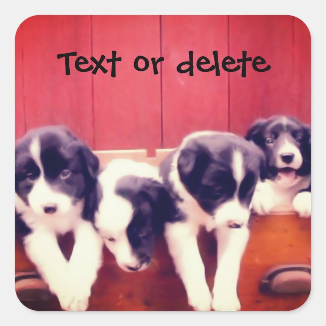 Pegatina Cuadrada Border Collie Puppies In Drawer Personalized (Anverso)