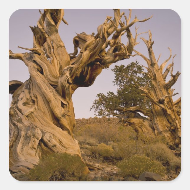 Pegatina Cuadrada Bosque Antiguo Bristlecone, Montañas Blancas, CA (Anverso)