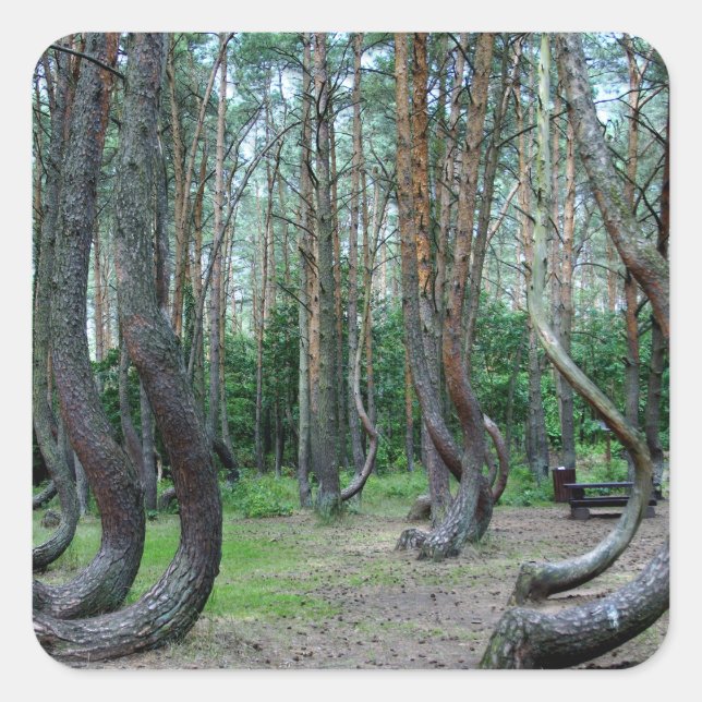 Pegatina Cuadrada Bosque Crooked - Polonia (Anverso)