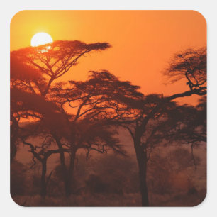 Pegatina Cuadrada Bosque de acacia silueteado al atardecer, Tarangir