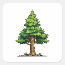 Bosque de hoja perenne
