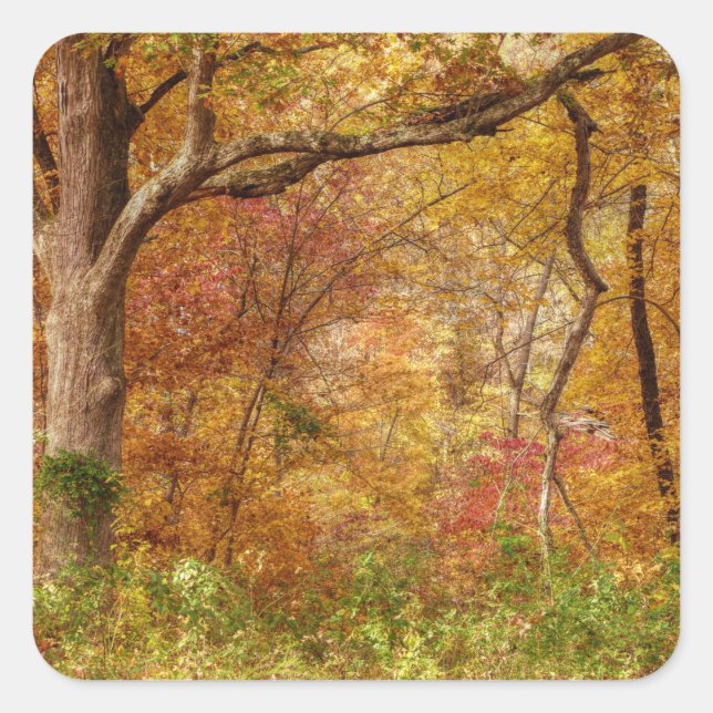 Pegatina Cuadrada Bosque de otoño (Anverso)