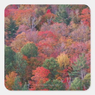 Pegatina Cuadrada Bosque en otoño con follaje otoño. Algonquin