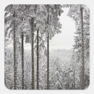 Pegatina Cuadrada Bosque evergreen en invierno