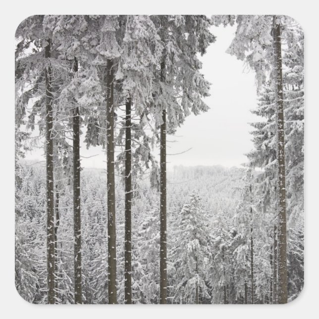 Pegatina Cuadrada Bosque evergreen en invierno (Anverso)