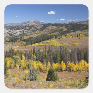 Pegatina Cuadrada Bosque Nacional Bridger-Teton