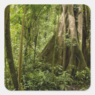 Pegatina Cuadrada Bosque nuboso, Bosque de Paz, Costa Rica