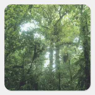 Pegatina Cuadrada Bosque Nuboso de Monteverde, Costa Rica.