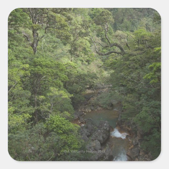 Pegatina Cuadrada Bosque tropical, Miravalles, Cordillera de (Anverso)