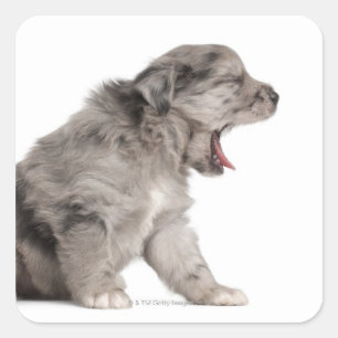 Pegatina Cuadrada Bostezo pirenáico del perrito del pastor (4