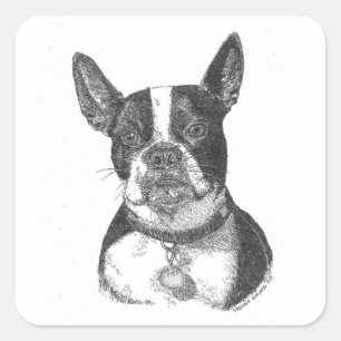 Pegatina Cuadrada Boston Terrier