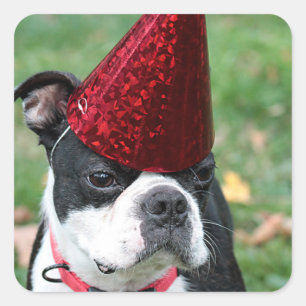 Pegatina Cuadrada Boston Terrier