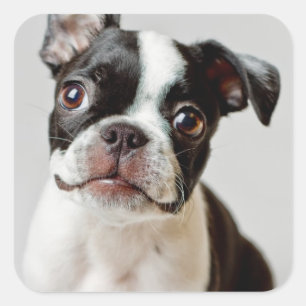 Pegatina Cuadrada Boston Terrier