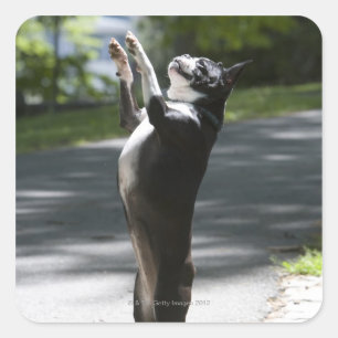 Pegatina Cuadrada Boston Terrier 2