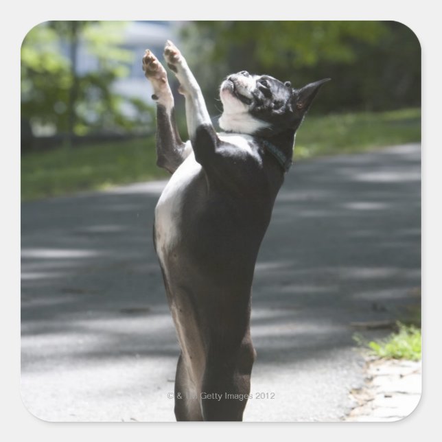 Pegatina Cuadrada Boston Terrier 2 (Anverso)