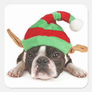 Pegatina Cuadrada Boston Terrier Con Un Gorra Navidad
