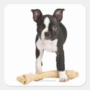 Pegatina Cuadrada Boston terrier resguarda el hueso giratorio