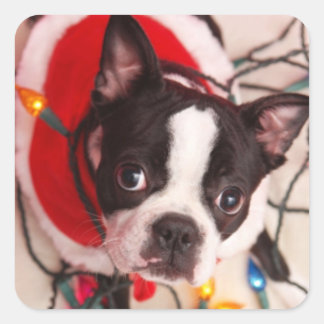 Pegatina Cuadrada Boston Terrier Santa en Twinkling ilumina a Pegati