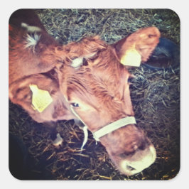 Pegatina Cuadrada Bota de moho marrón