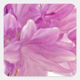 Pegatina Cuadrada botón Batchelor