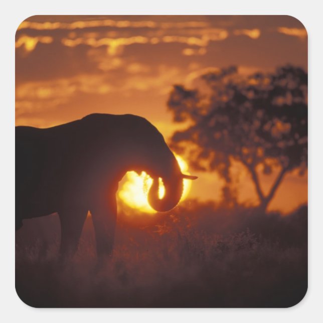 Pegatina Cuadrada Botsuana, Parque Nacional Chobe, Elefante macho (Anverso)