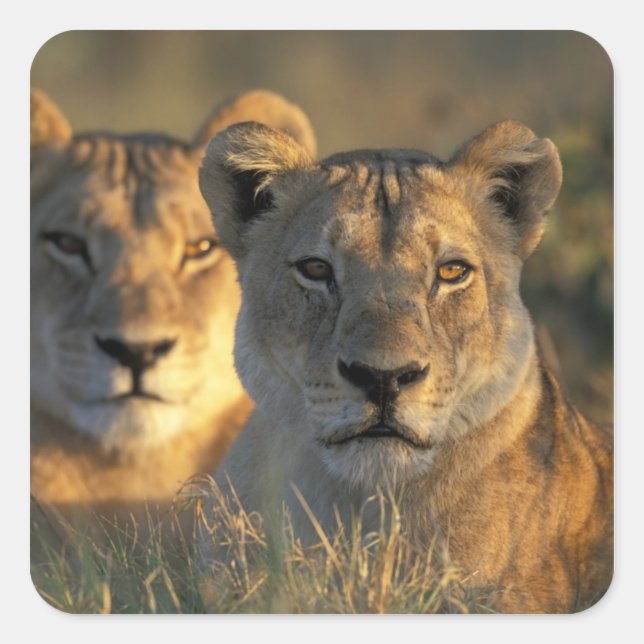 Pegatina Cuadrada Botsuana, Parque Nacional Chobe, Leonas (Anverso)