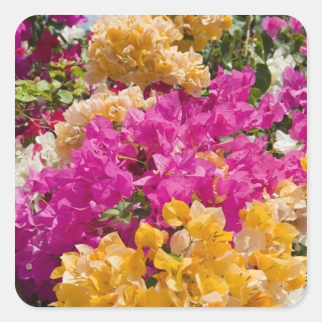 Pegatina Cuadrada Bouganvilleau, Caimán Brac, Islas Caimán, (Anverso)