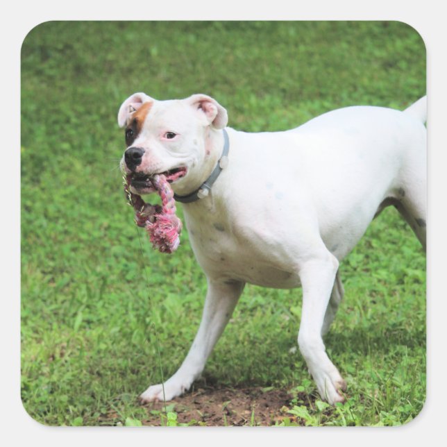 Pegatina Cuadrada Boxeador (Anverso)