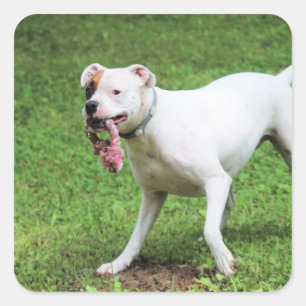 Pegatina Cuadrada Boxeador