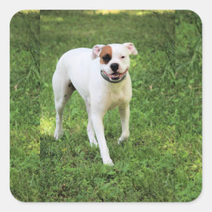 Pegatina Cuadrada Boxeador