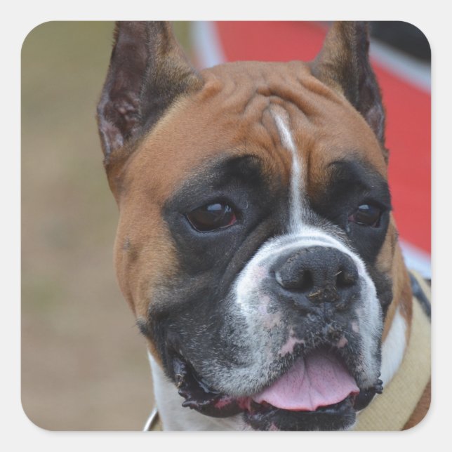 Pegatina Cuadrada Boxeador en negrita (Anverso)