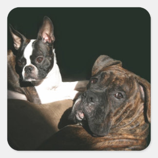 Pegatina Cuadrada Boxers y Bostones: Impresionante Twosome 2