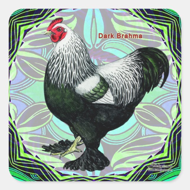 Pegatina Cuadrada Brahma: Fancy Dark Rooster (Anverso)