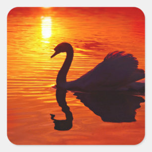 Pegatina Cuadrada Brillo al atardecer con cisne