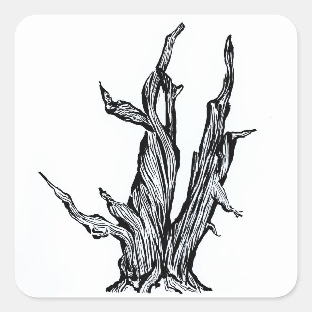 Pegatina Cuadrada Bristlecone Pine (Anverso)