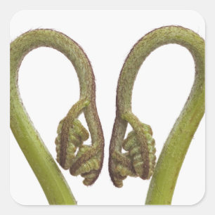 Pegatina Cuadrada Brotes 2 del helecho