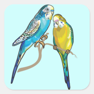 Pegatina Cuadrada budgerigars