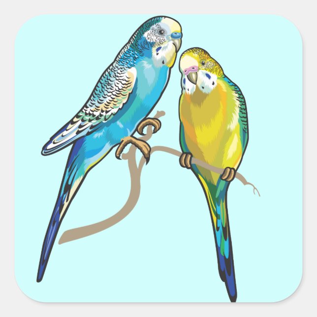 Pegatina Cuadrada budgerigars (Anverso)