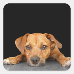 Pegatina Cuadrada Buen perro