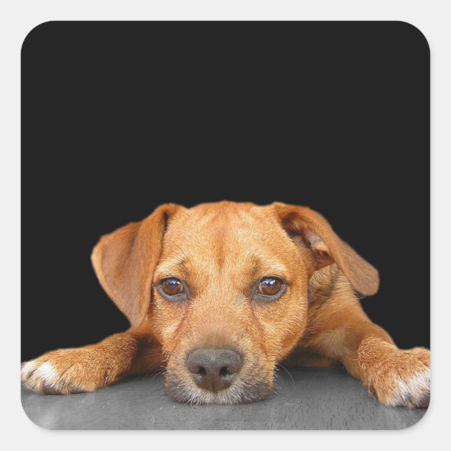 Pegatina Cuadrada Buen perro (Anverso)