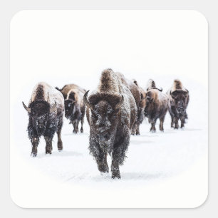 Pegatina Cuadrada Búfalo