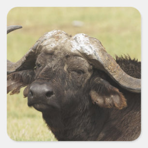 Pegatina Cuadrada Búfalo africano, Syncerus caffer