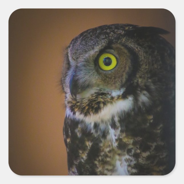 Pegatina Cuadrada búho (Anverso)