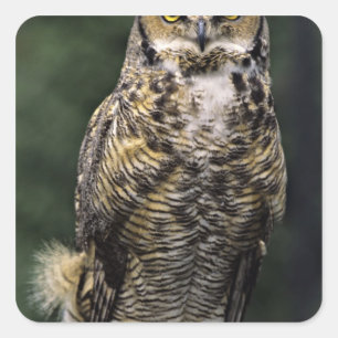 Pegatina Cuadrada Búho Americano (Bubo virginianus), cuerpo completo